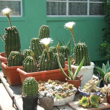 Cactusi