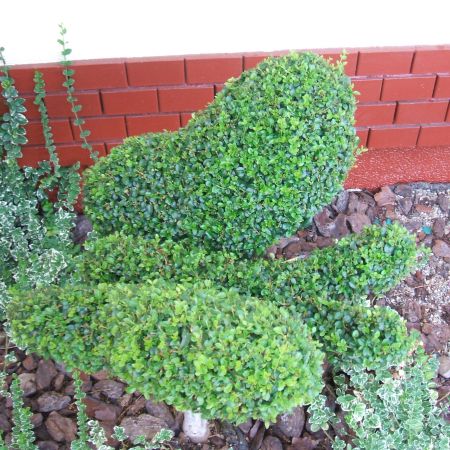 Topiary 