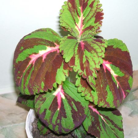 Coleus