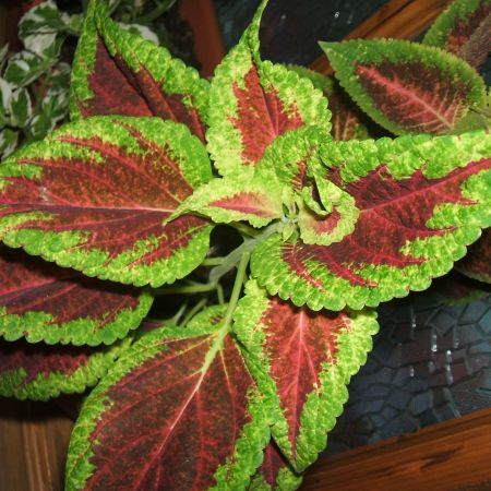 Coleus