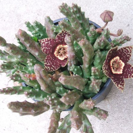 Stapelia