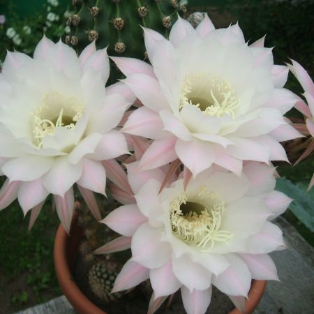 Flori de cactus