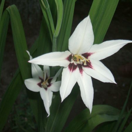 Gladiole stelate