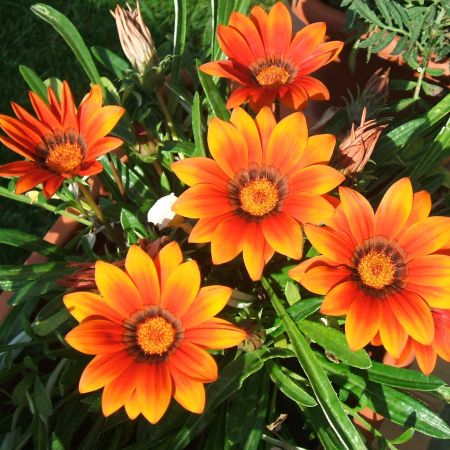 Gazania