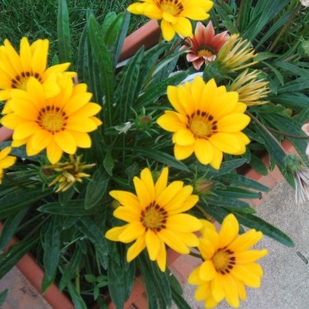 Gazania