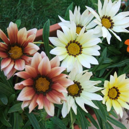 Gazania