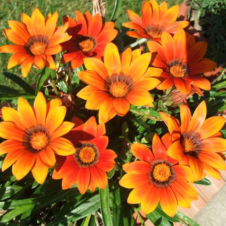 gazania