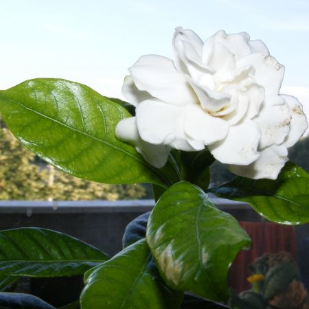 gardenia(am fol. blitz)