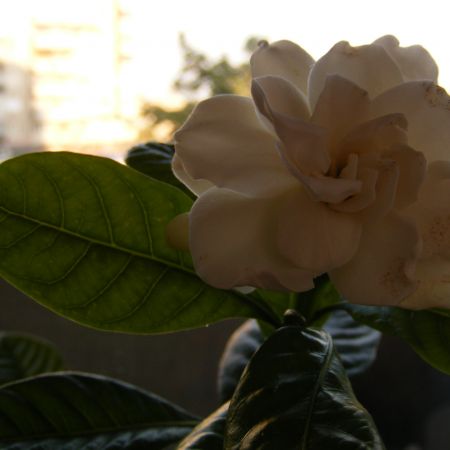 gardenia