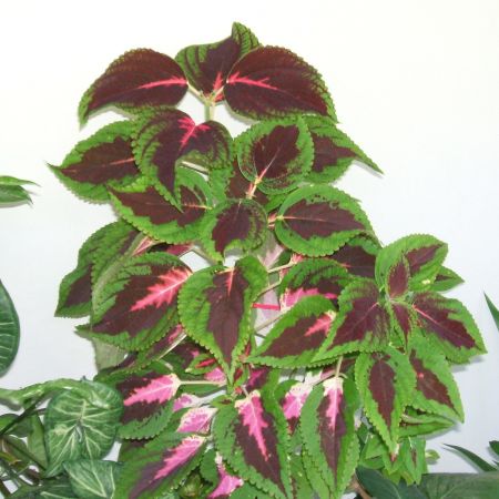 Coleus