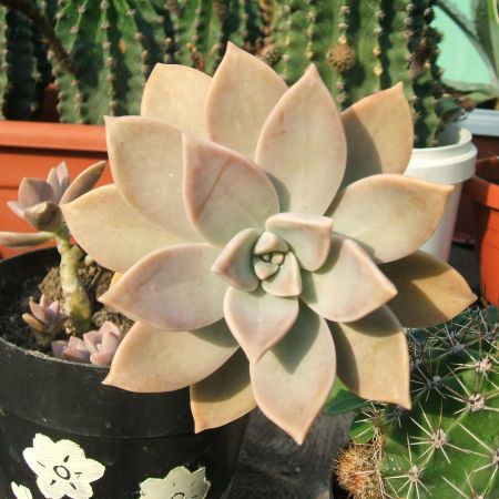 Graptopetalum