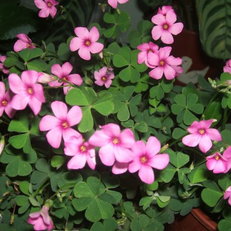 Oxalis