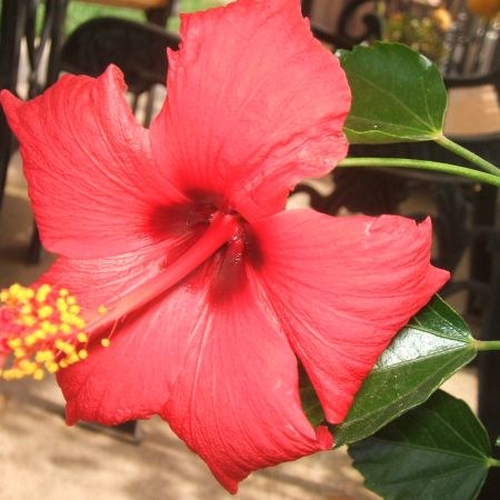 Hibiscus