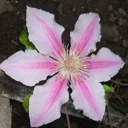 Clematis