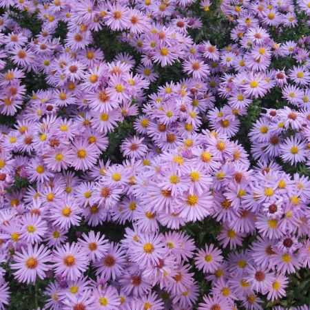 Aster