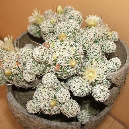 Cactusi