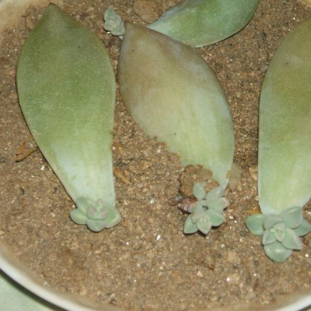 Graptopetalum