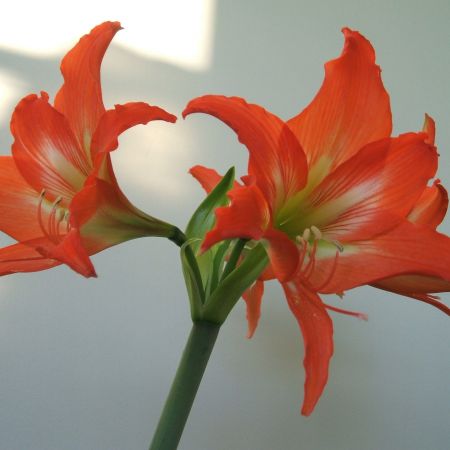 Amaryllis