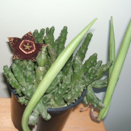 Stapelia