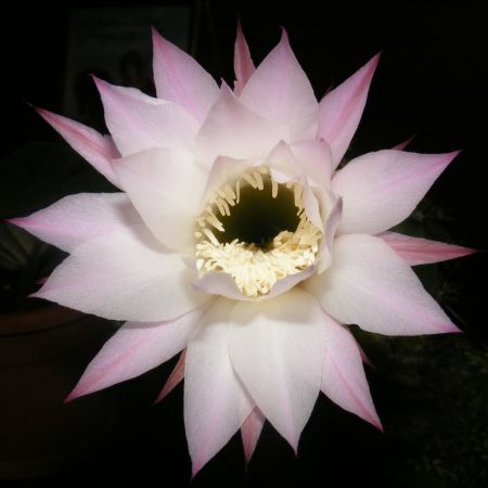 floare roz de cactus