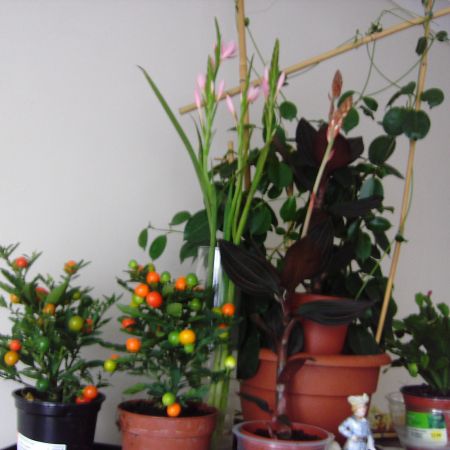 display flori indoor