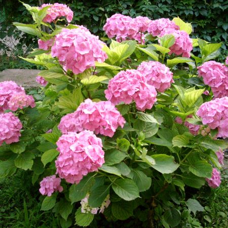 Hortensia mea