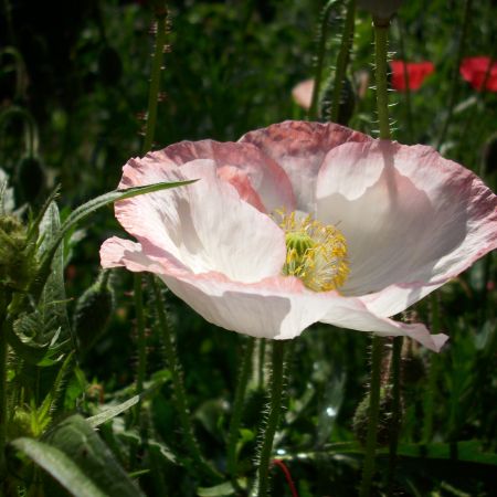 flori din gradina mea