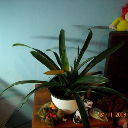 guzmania ''seby''