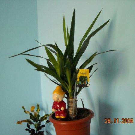 yucca ''seby''