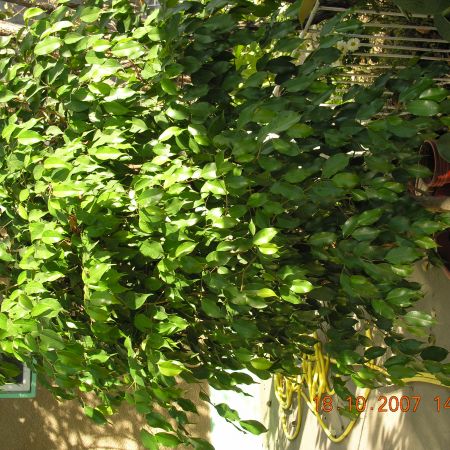 FICUS EXOTIC