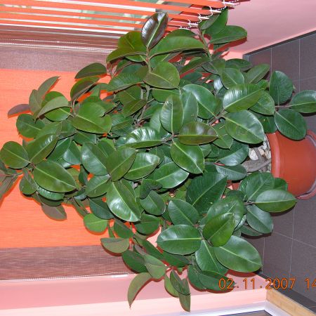 FICUS OLANDEZ