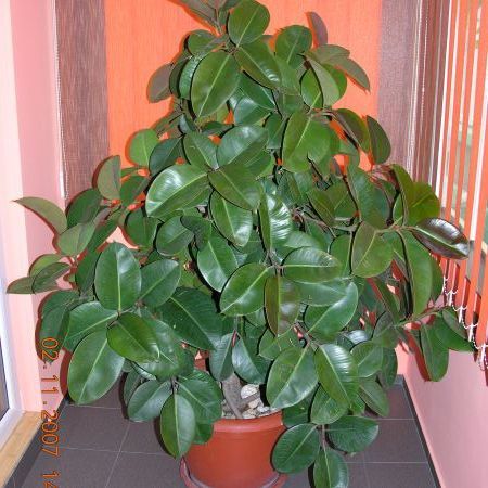 ficus  deosebit de ramificat