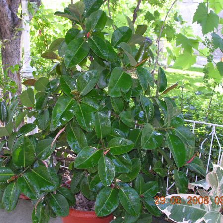 FICUS