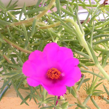 Portulaca Grandiflora