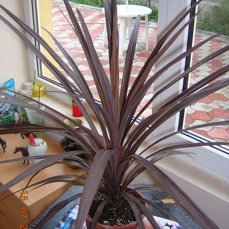 Cordyline Australis Red Star