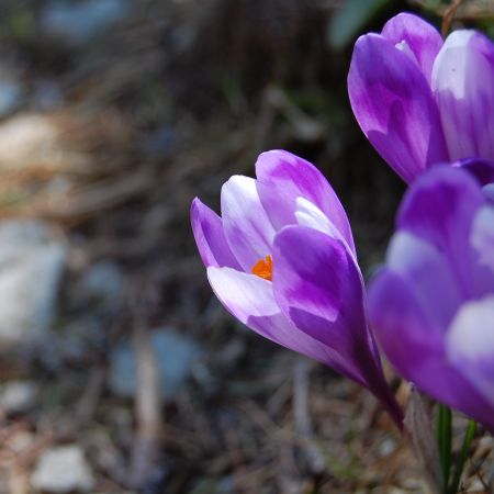 flori din gradina mea