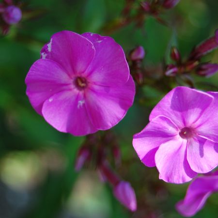 flori din gradina mea