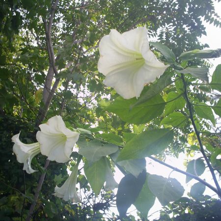 Datura-2