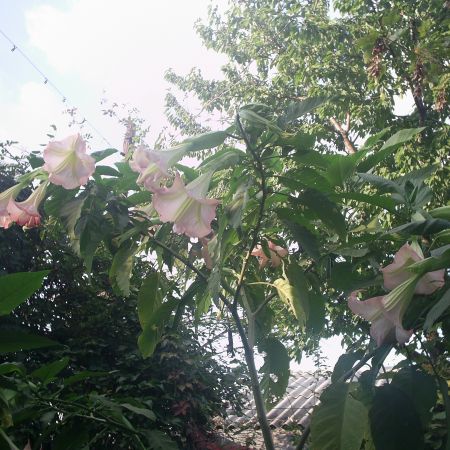 Datura-3