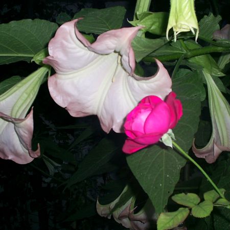 Datura-4