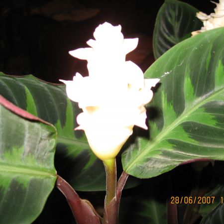 CALATHEA