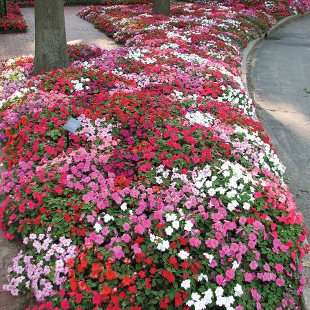 impatiens