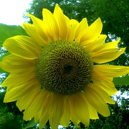 floarea soarelui în grădina mea