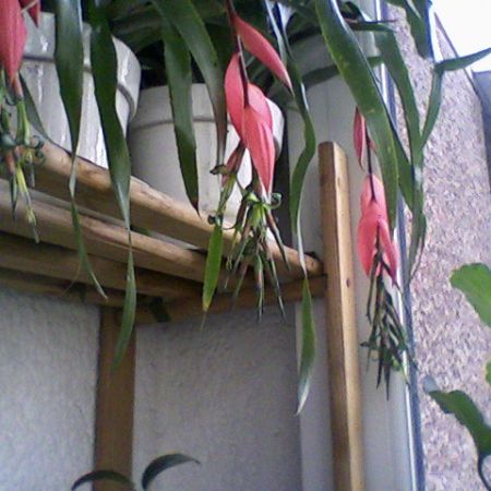 BILLBERGIA