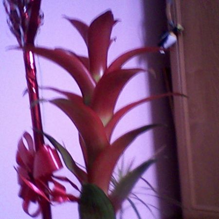 guzmania