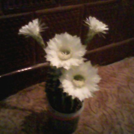 cactus alb