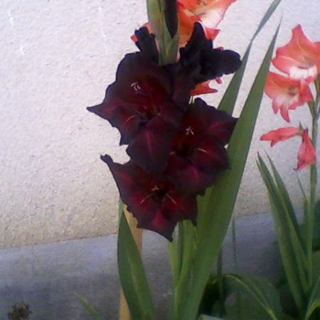 gladiola