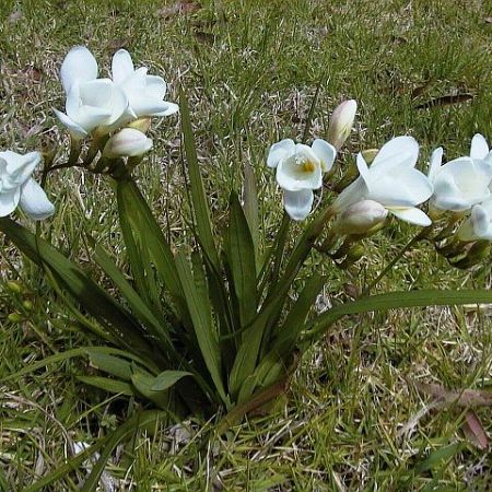 freesia