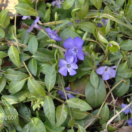 vinca