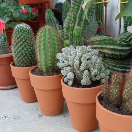cactusii mei